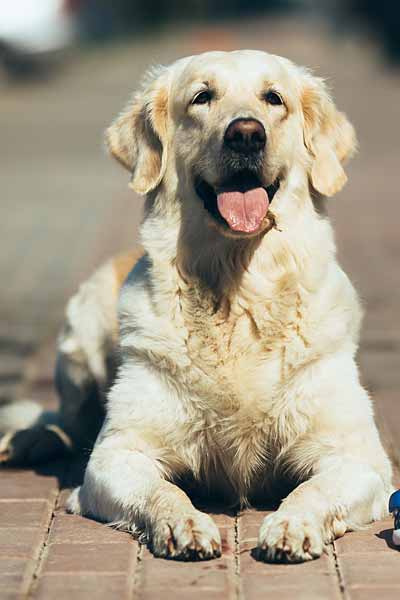 Dog Separation Anxiety Training Programs Toronto