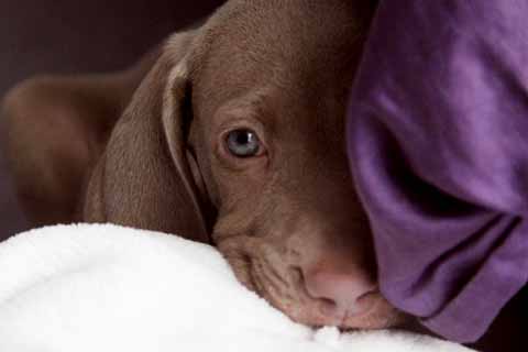 Separation Anxiety Dog Training Toronto Pricing